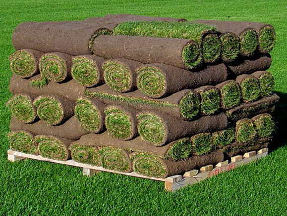 Supply Roll Out Grass
