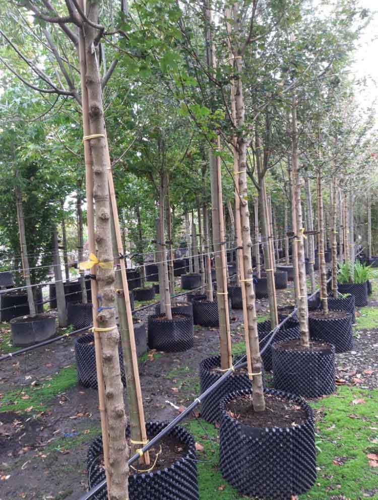 Root Ball Trees