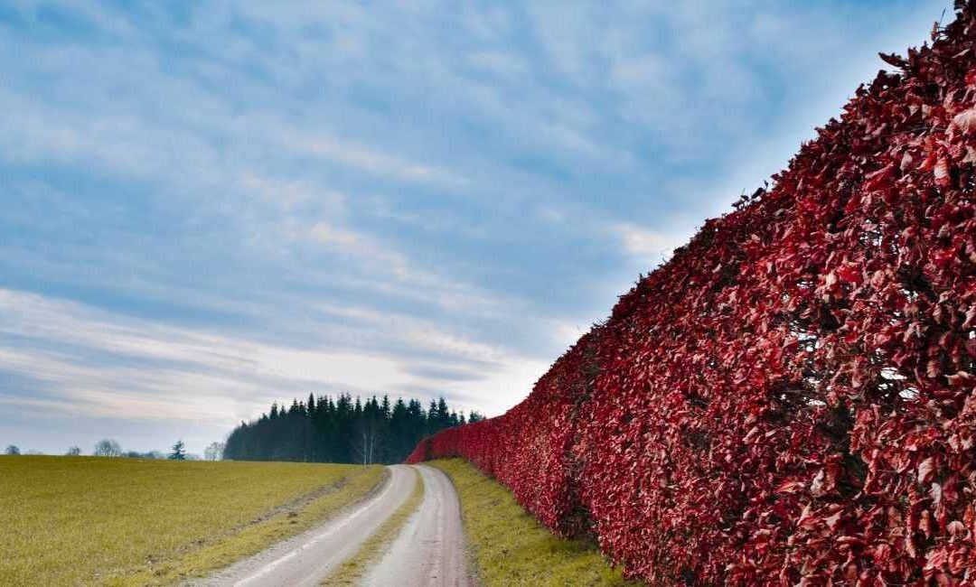 Hedgerow Management